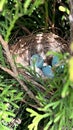 Four spotted bird eggs in nest