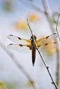 Four-spotted Chaser Royalty Free Stock Photo