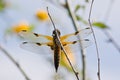 Four-spotted Chaser Royalty Free Stock Photo