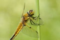 Four-spotted Chaser