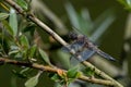 Four-spotted chaser dragonfly, Libellula quadrimaculata, male