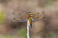 Four-spotted Chaser Dragonfly - Libellula quadrimaculata at rest.