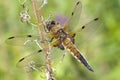 Four-Spotted Chaser Dragonfly