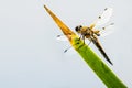 Four-Spotted chaser, dragonfly sitting