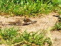 Four Spotted Chaser