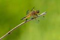 Four spotted chaser Royalty Free Stock Photo
