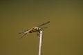 Four-spotted Chaser (Libellula quadrimaculata) Royalty Free Stock Photo