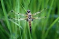 The four-spotted chaser