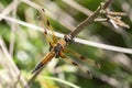 Four-spotted Chaser