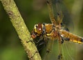 Four-spotted Chaser, Viervlek, Libellula quadrimaculata