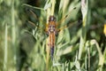 Four-spotted chaser & x28;Libellula quadrimaculata& x29; male dragonfly