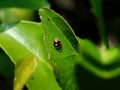 Four spotted Ladybeetle Royalty Free Stock Photo