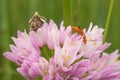 Four-spotted Moth and Soldier Beetle on garlic Royalty Free Stock Photo