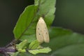 Four spotted moth, Tyta luctuosa is a noctuid moth, Satara, Maharashtra