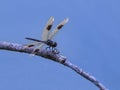 Four Spotted Pennant Dragonfly on a Twig Royalty Free Stock Photo