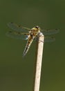 Four Spotted Skimmer - Libellula quadrimaculata