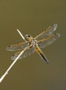 Four Spotted Skimmer - Libellula quadrimaculata