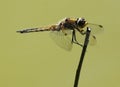 Four Spotted Skimmer - Libellula quadrimaculata