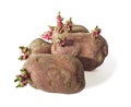 Four sprouting potatoes, variety with red rind