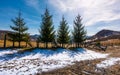 Four spruce trees near the fence in mountains