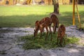 Four Sri Lankan Axis Deer at the zoo eating grass on a sunny morning Royalty Free Stock Photo