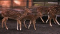 four Sri Lankan axis deer are in a zoo in Surabaya Royalty Free Stock Photo