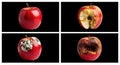 Four stages of apple decay from fresh to rotten Royalty Free Stock Photo