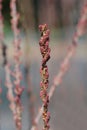 Four-stamen tamarisk