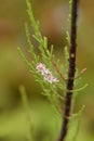 Four-stamen tamarisk