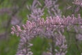 Four-stamen Tamarix tetrandra, feathery plume of pink flowers