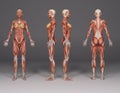 3D illustration : four female body illustration with muscle tissues maps display in the studio