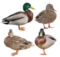 Four standing mallard ducks isolated on white Royalty Free Stock Photo