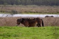 Four starlings stand on a walking brown horse. Wild horses in nature, grass and lake Royalty Free Stock Photo