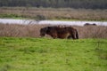 Four starlings stand on a walking brown horse. Wild horses in nature, grass and lake Royalty Free Stock Photo