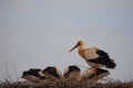 Four storks eating, one vigilant adult, profiled and possibly the mother, lerida