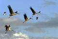 Four storks flying