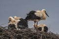 Four storks on the nest in the rain - 6 Royalty Free Stock Photo