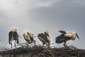 Four storks on the nest in the rain - 1 Royalty Free Stock Photo