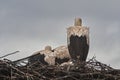 Three storks on the nest in the rain - 5 Royalty Free Stock Photo