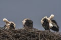 Three storks on the nest in the rain - 2