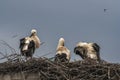 Three storks on the nest in the rain - 3 Royalty Free Stock Photo