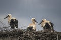 Three storks on the nest in the rain - 4 Royalty Free Stock Photo