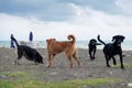 Stray dogs playing on the beach Royalty Free Stock Photo