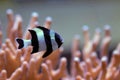 Four Stripe Damselfish - Dascyllus melanurus Royalty Free Stock Photo