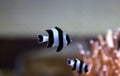 Four Stripe Damselfish - (Dascyllus melanurus) Royalty Free Stock Photo