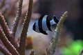 Four Stripe Damselfish - (Dascyllus melanurus) Royalty Free Stock Photo