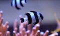 Four Stripe Damselfish - & x28;Dascyllus melanurus& x29;