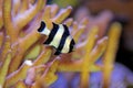 Four Stripe Damselfish - Dascyllus melanurus