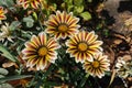 Four striped flowers of Gazania Big Kiss in October Royalty Free Stock Photo