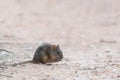 Four-striped grass mouse Royalty Free Stock Photo